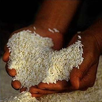 main basse sur le riz