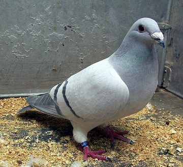 pigeon miettes